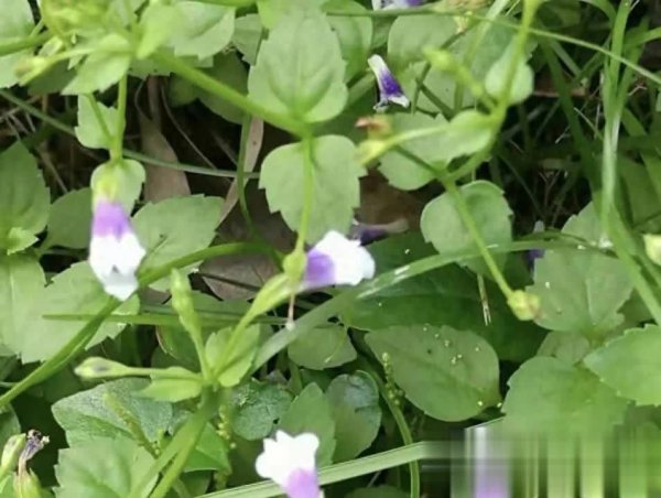 在线股票配资网站 全年开花的“气痛草”竟是野草，价值大到超乎想象！